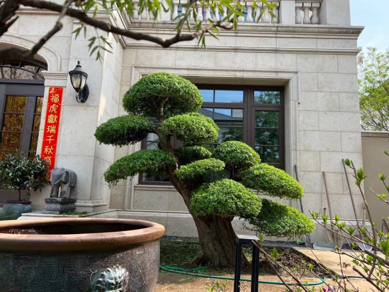 对节白蜡桩景