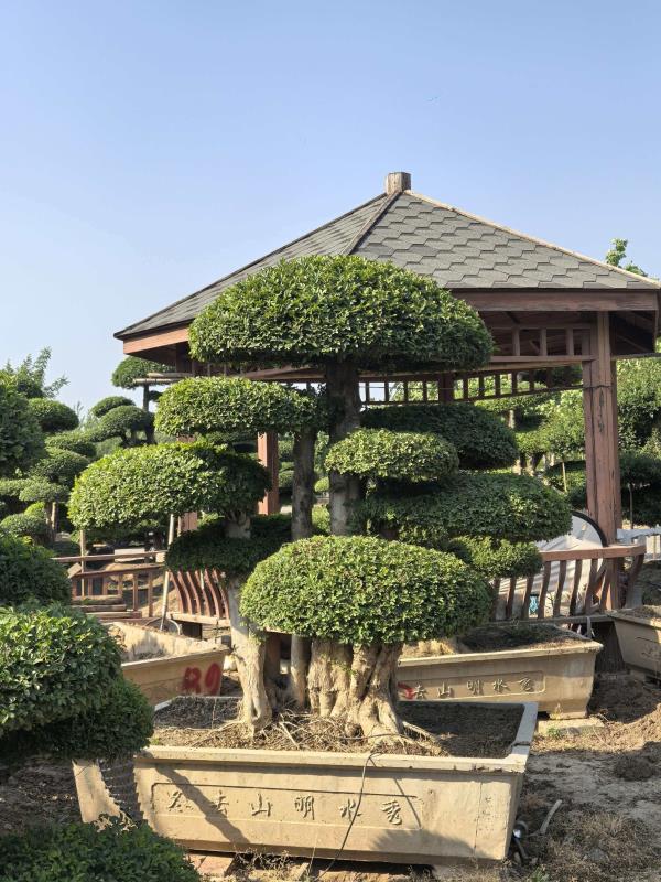 对节白蜡造型树基地实景图