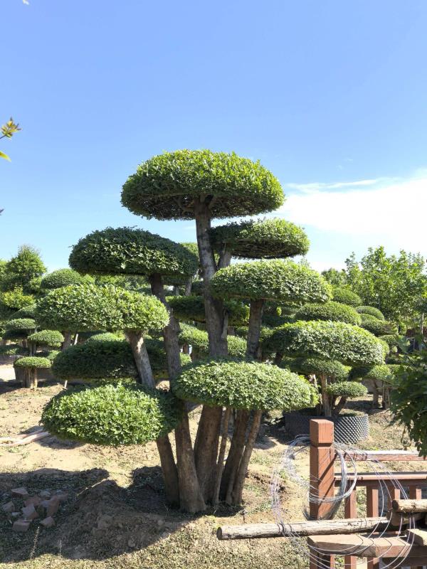 对节白蜡造型树 编号：Z004