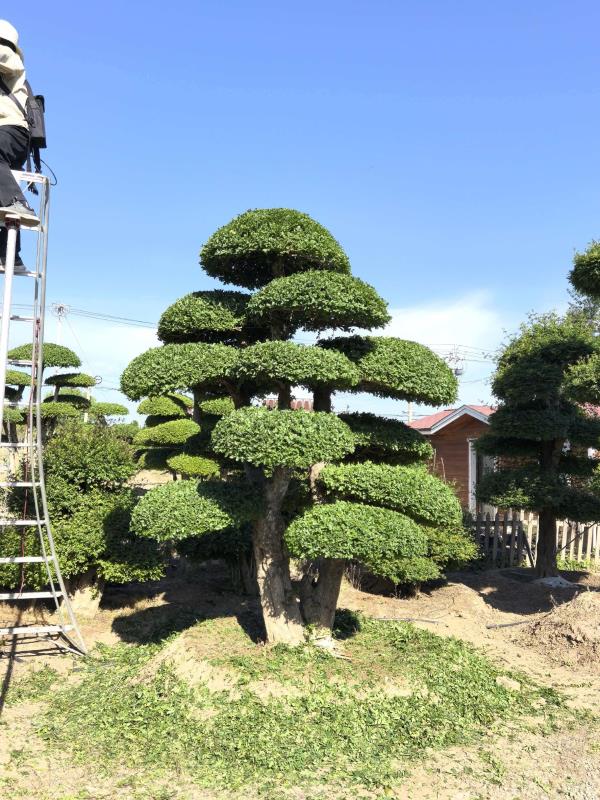 对节白蜡造型树 编号：Z008