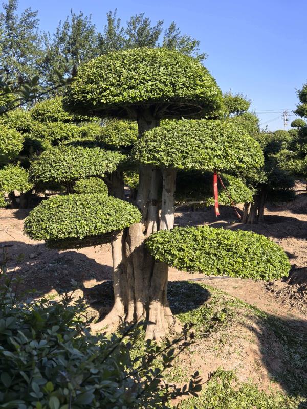 对节白蜡造型树 编号：Z013