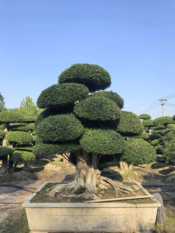 对节白蜡造型树 编号：Z018