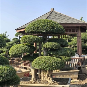 对节白蜡基地实景