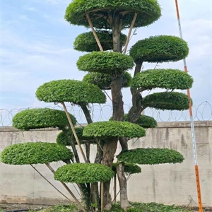 对节白蜡造型树 Z010