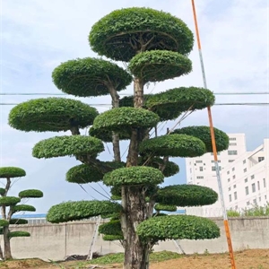 对节白蜡造型树 Z011