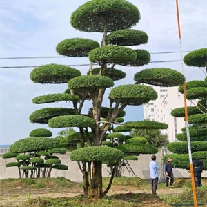 对节白蜡造型树 Z012