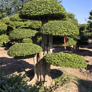 对节白蜡造型树 Z013