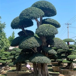 对节白蜡造型树 Z014